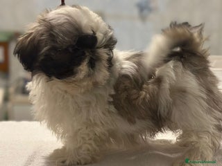 Shih Tzu cani Shihtzu - Annuncio 30