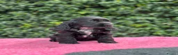 Cocker cani in vendita: Cocker spaniel inglese  - Annuncio 3