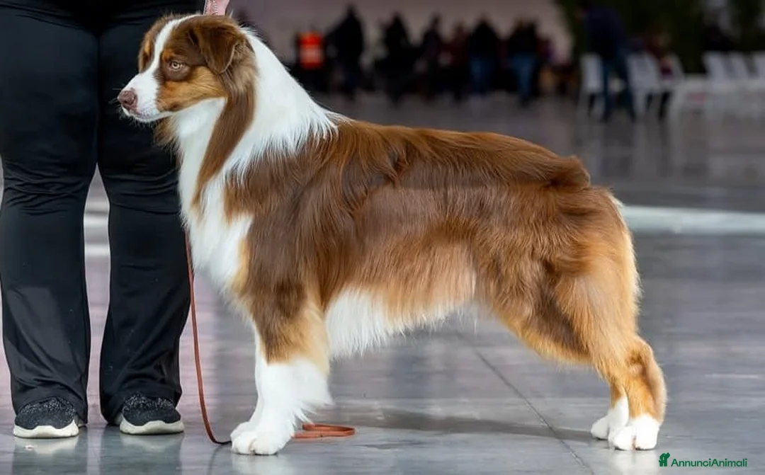 Australian Shepherd cani in vendita: Cuccioli Australian Shepherd - Annuncio 4