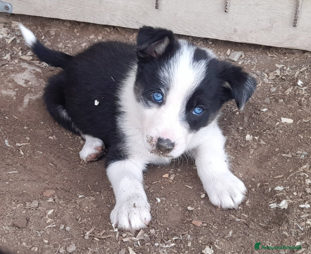 Border Collie cani in vendita: Cuccioli Border collie linea da lavoro  a Provincia di Modena - Immagine 16