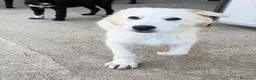 Meticcio cani in regalo: Ginos a Provincia di Verona - Annuncio 5