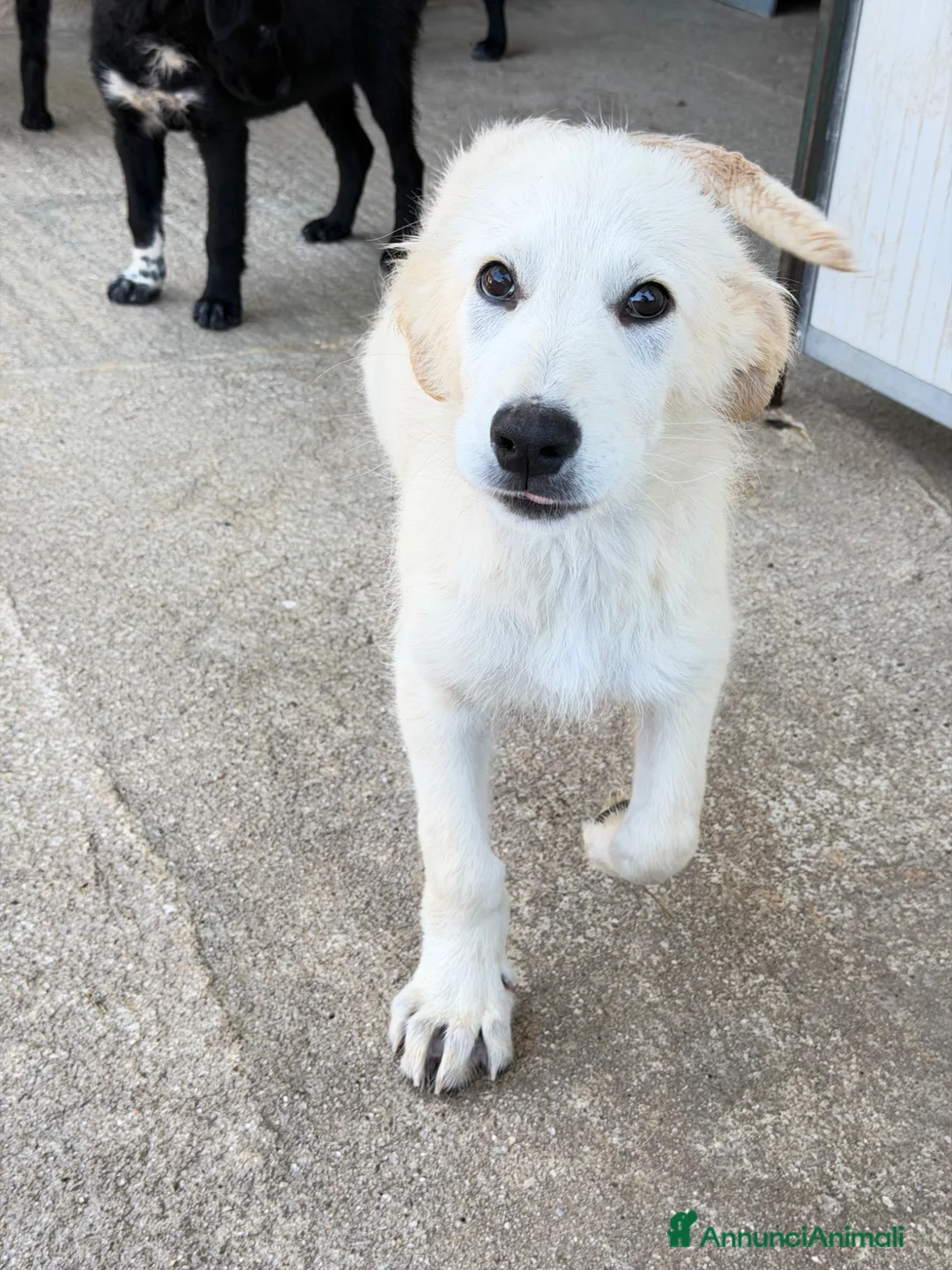 Meticcio cani in regalo: Ginos a Provincia di Verona - Annuncio 5