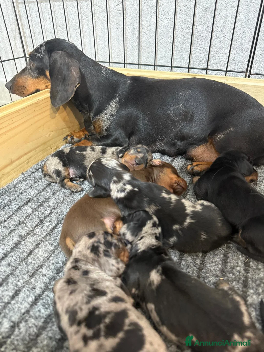 Bassotto cani in vendita: Cuccioli bassotto nano - Annuncio 3