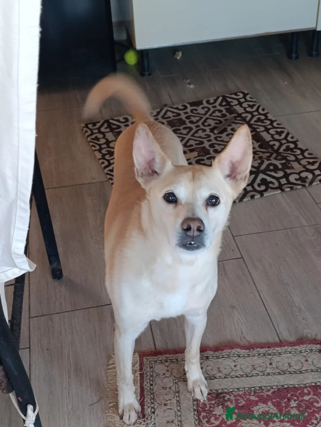 Meticcio cani in regalo: Pippo❤️ - Annuncio 2