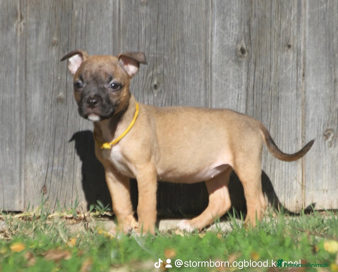 Pitbull cani in vendita: Cuccioli Pit Bull con Pedigree anche a rate - Annuncio 25