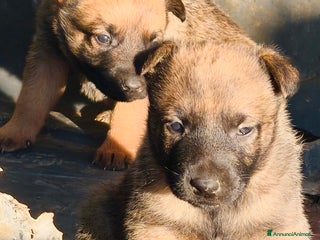 Pastore Belga cani Pastore belga Malinois - Annuncio 25