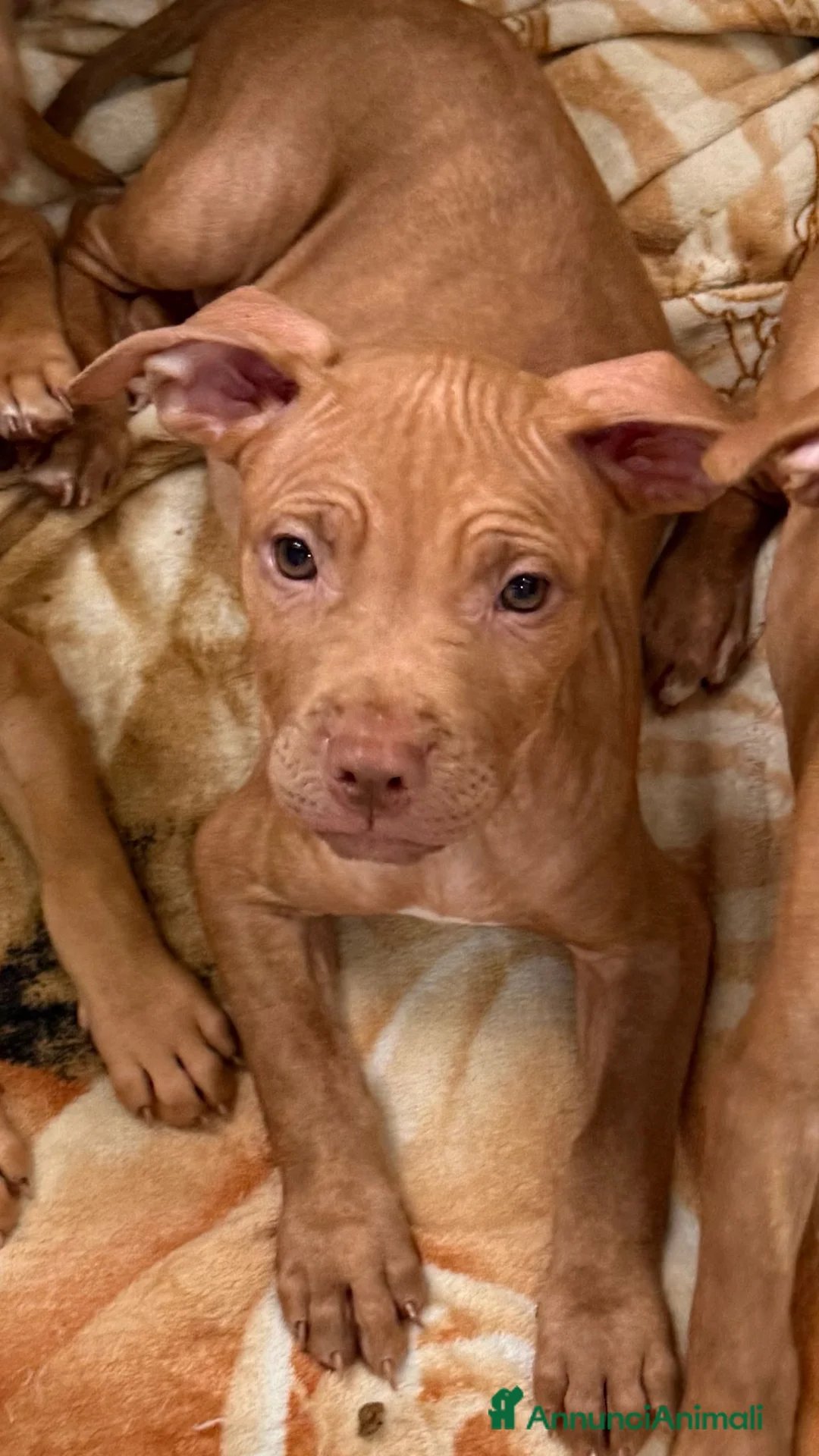Pitbull cani in vendita: Ultimi 2 maschi di Pit Bull Red nose - Annuncio 3
