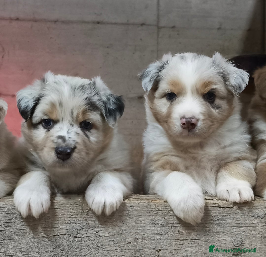 Australian Shepherd cani in vendita: Cuccioli Australian Shepherd con pedigree  - Annuncio 5
