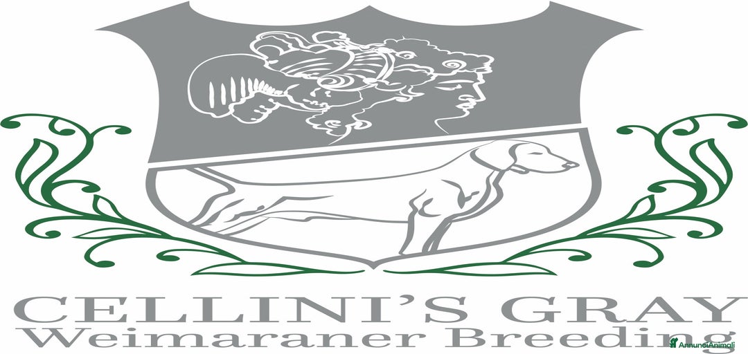 Immagine della galleria {{count}}