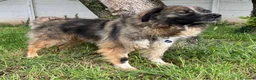 Meticcio cani in regalo: PRUGNA STUPENDA CAGNOLONA - Annuncio 6