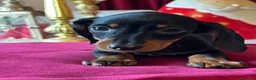 Bassotto cani in vendita: Cuccioli Bassotto Kaninchen e nano - Annuncio 15