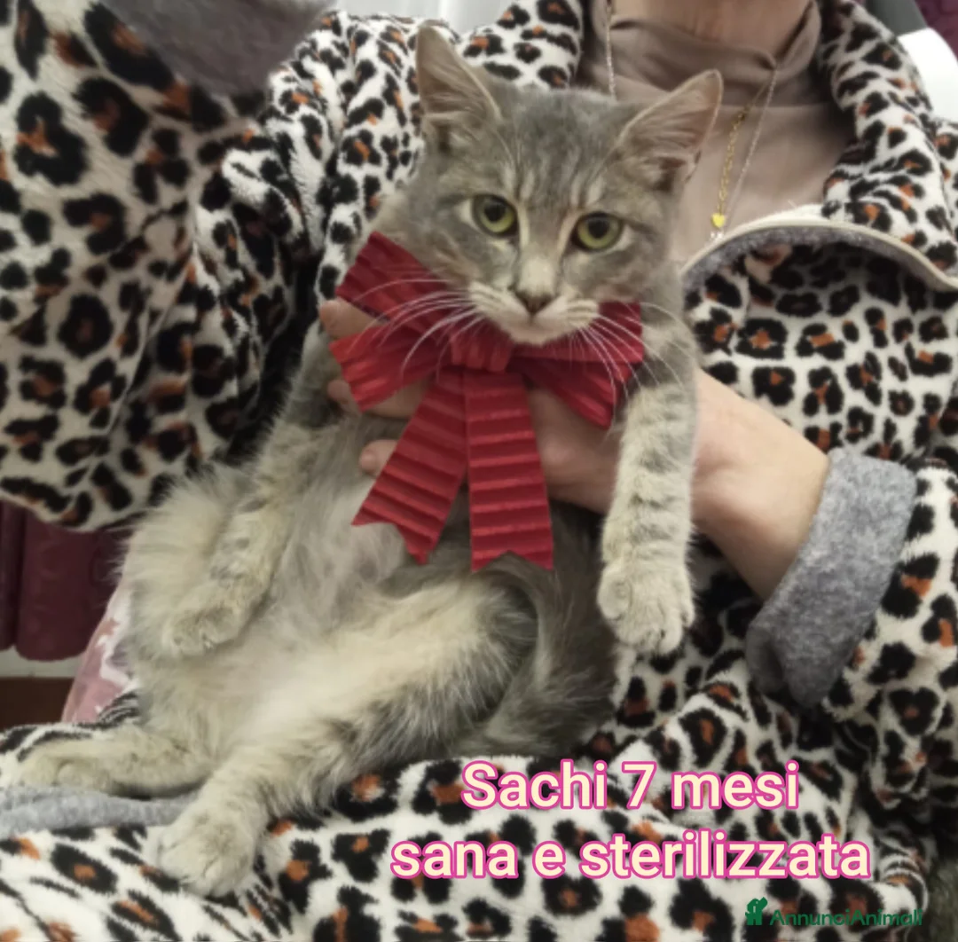 Altre razze gatti in regalo: MICINI: SIAMO AL COLLASSO! - Annuncio 3