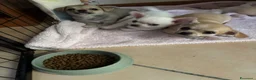 Chihuahua cani in vendita: Cuccioli chihuahua a Provincia di Cremona - Annuncio 12