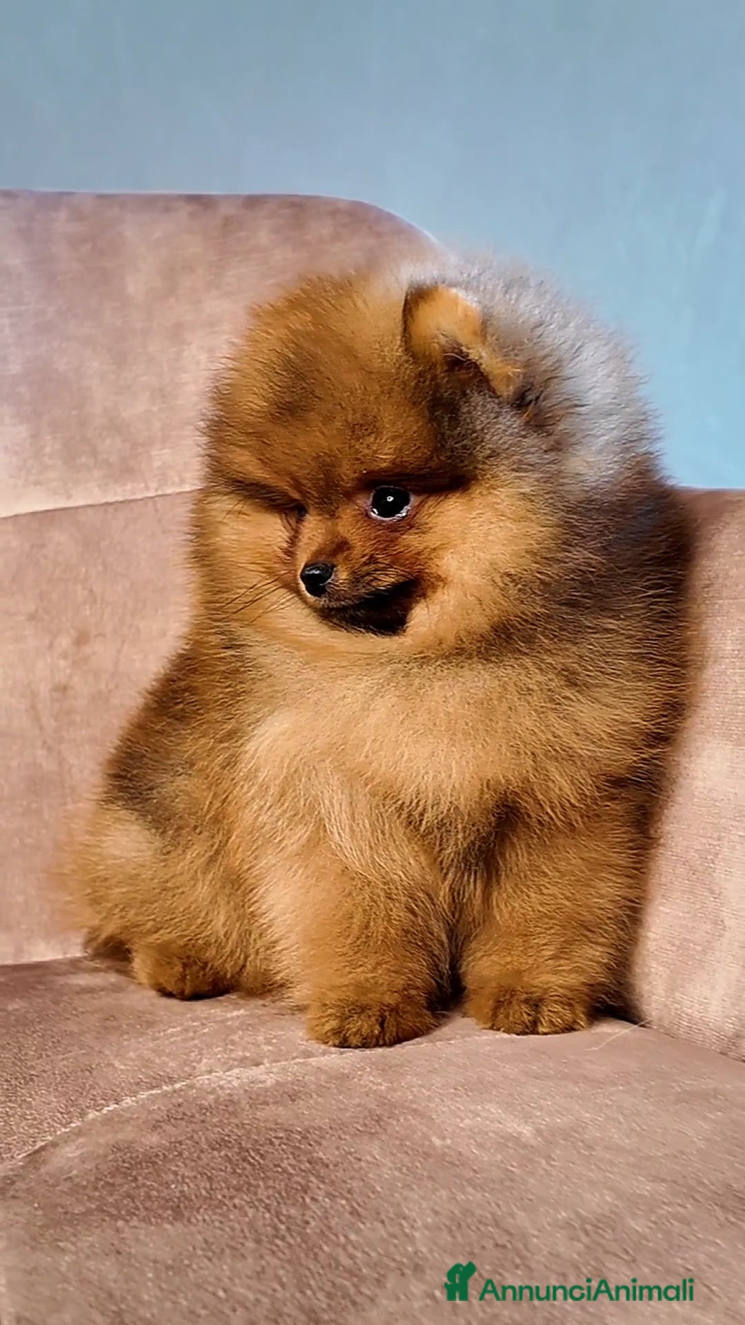 Volpino Pomerania cani in vendita: Pomerania nano maschio - Annuncio 2