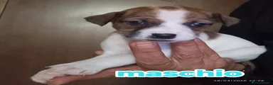 Jack Russell Cucciolo 2