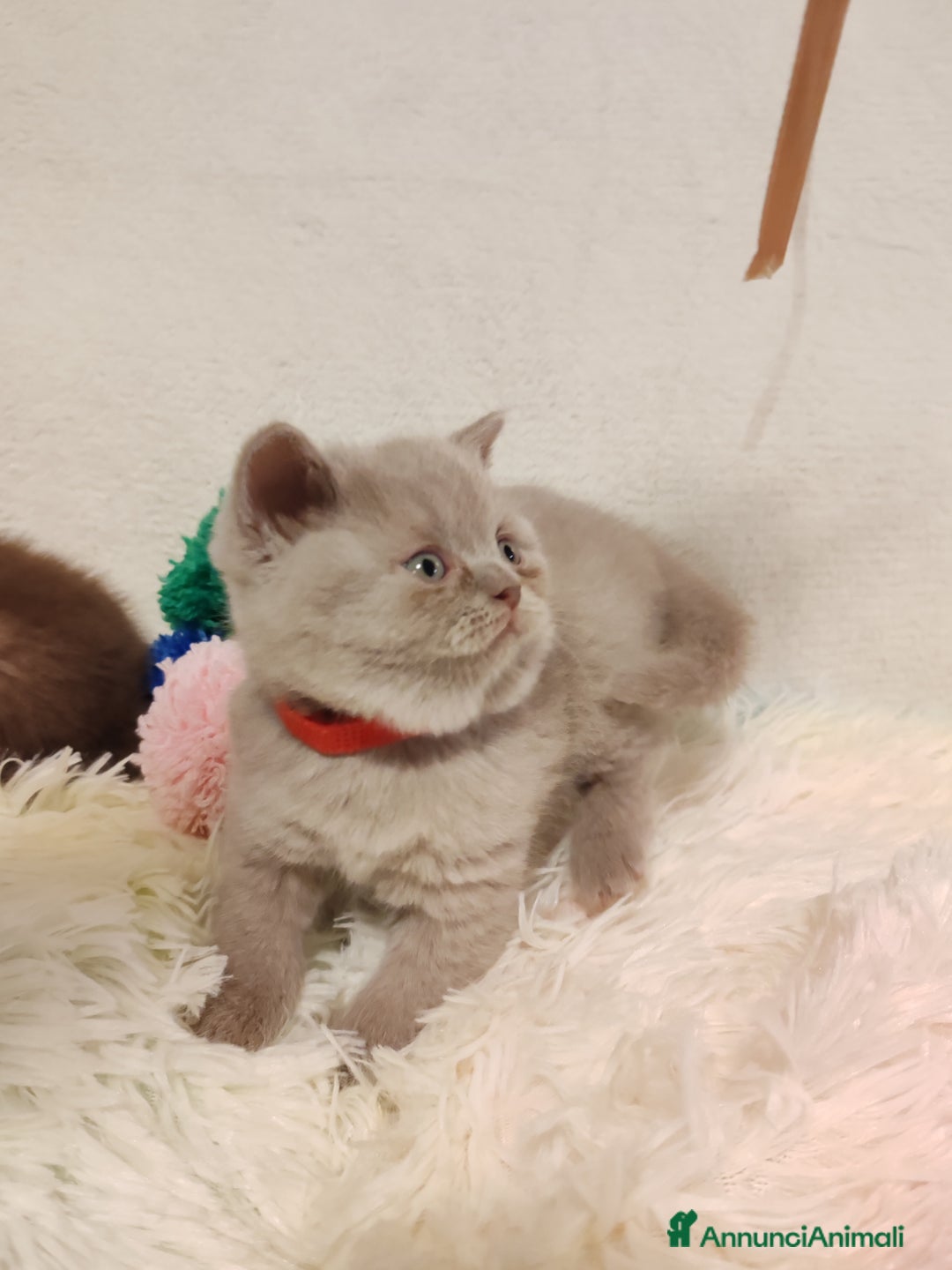 Scottish gatti in vendita: British S. straight femmina - Annuncio 13