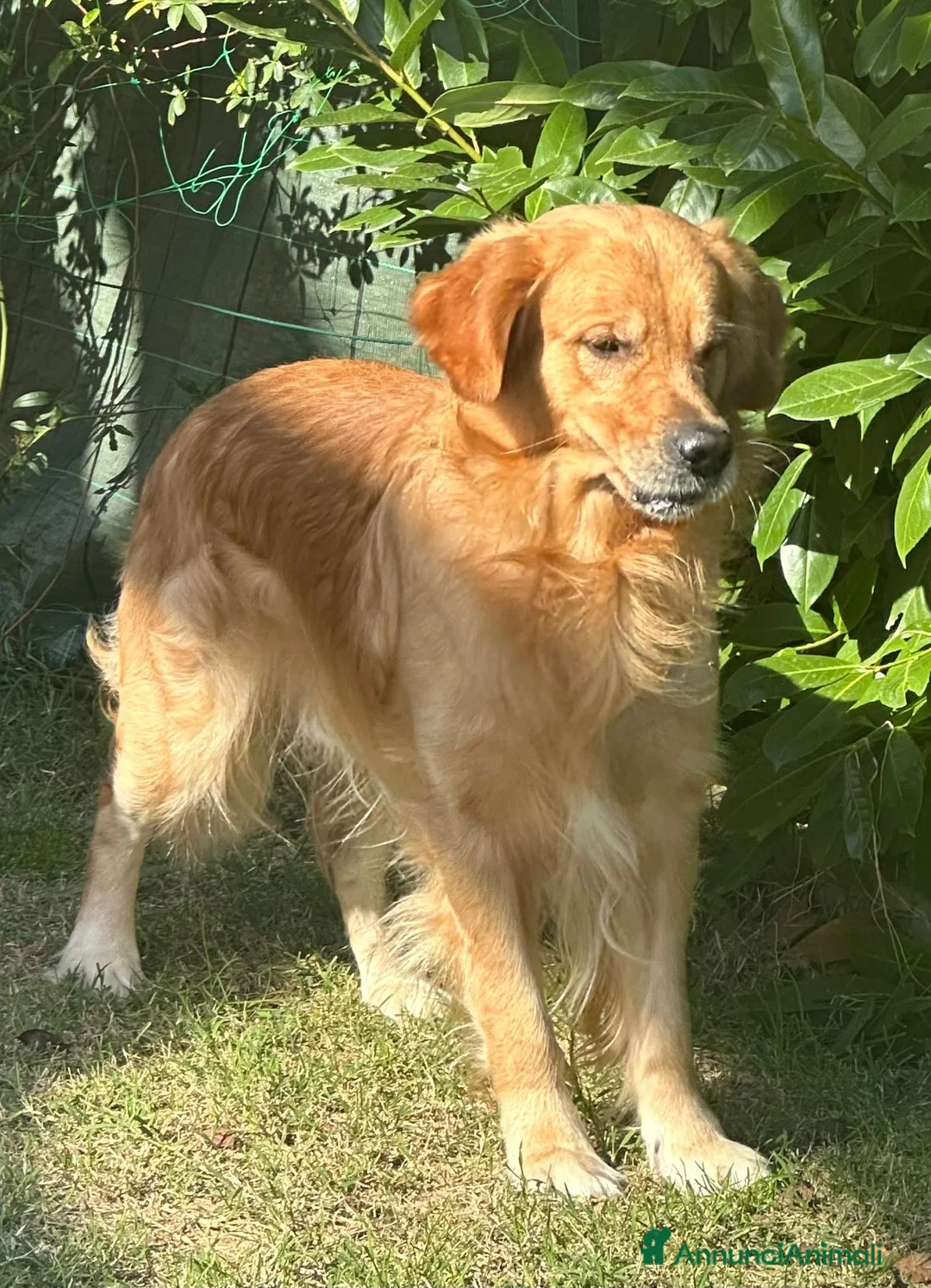 Golden Retriever cani per accoppiamento: Cerco fidanzata - Annuncio 5