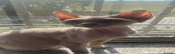 Devon Rex gatti in vendita: DEVON REX a Città metropolitana di Roma Capitale - Annuncio 2