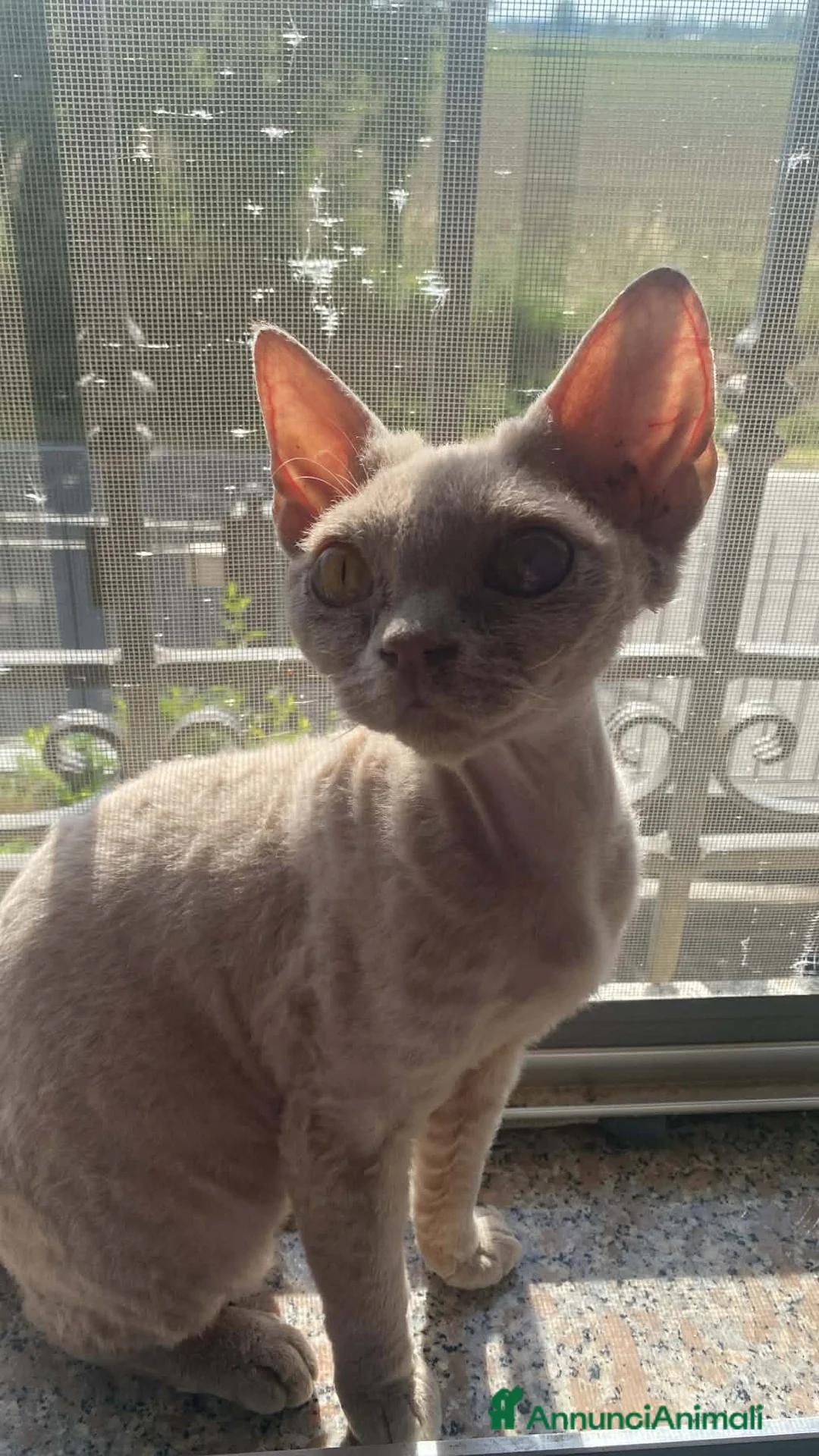 Devon Rex gatti in vendita: DEVON REX a Città metropolitana di Roma Capitale - Annuncio 2