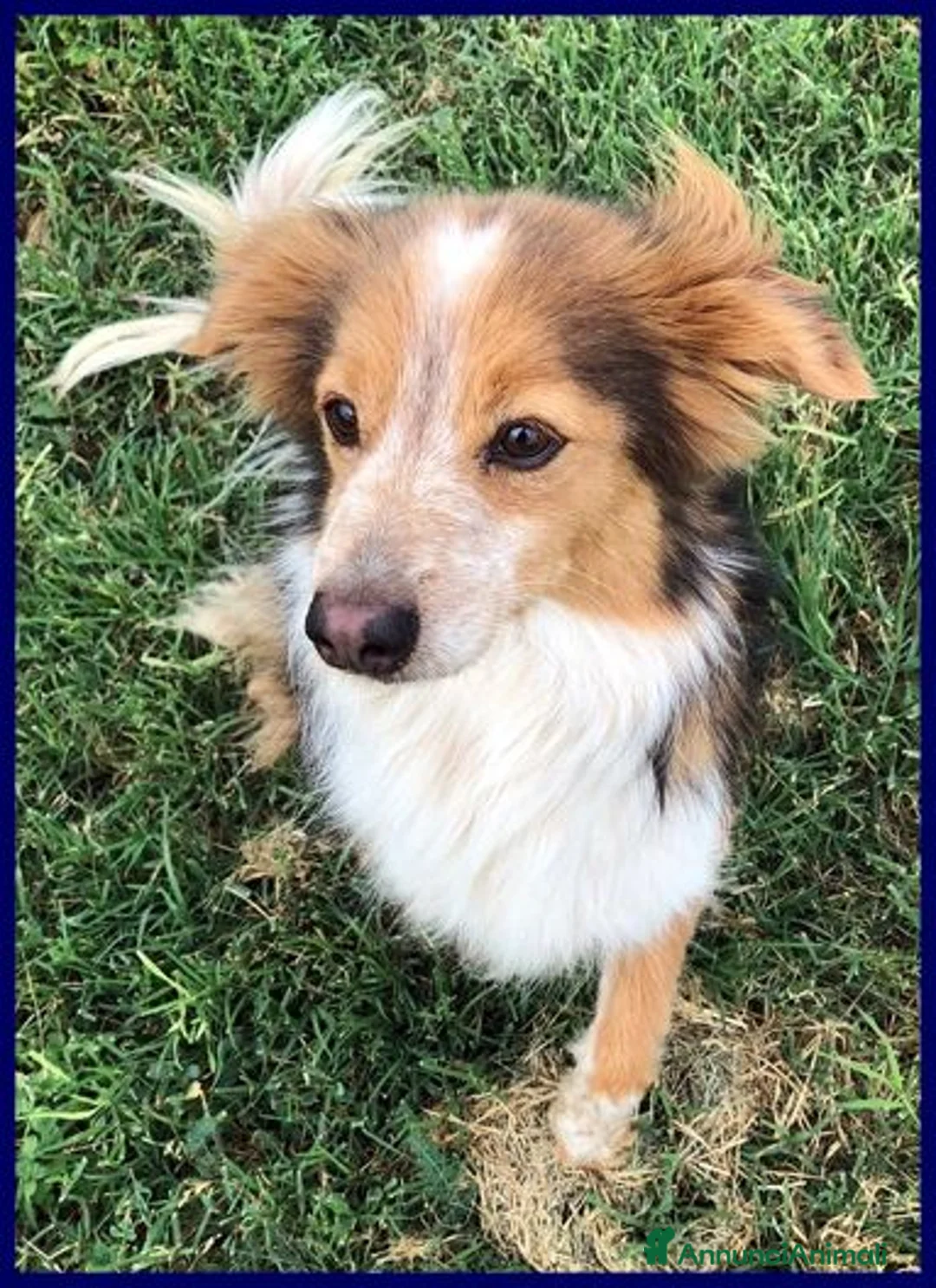 Meticcio cani in regalo: PERSEO simpatico peperino tg mediopicc. - Annuncio 5