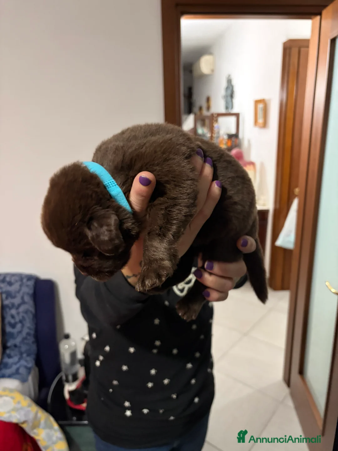 Terranova cani in vendita: Cuccioli terranova - Annuncio 2