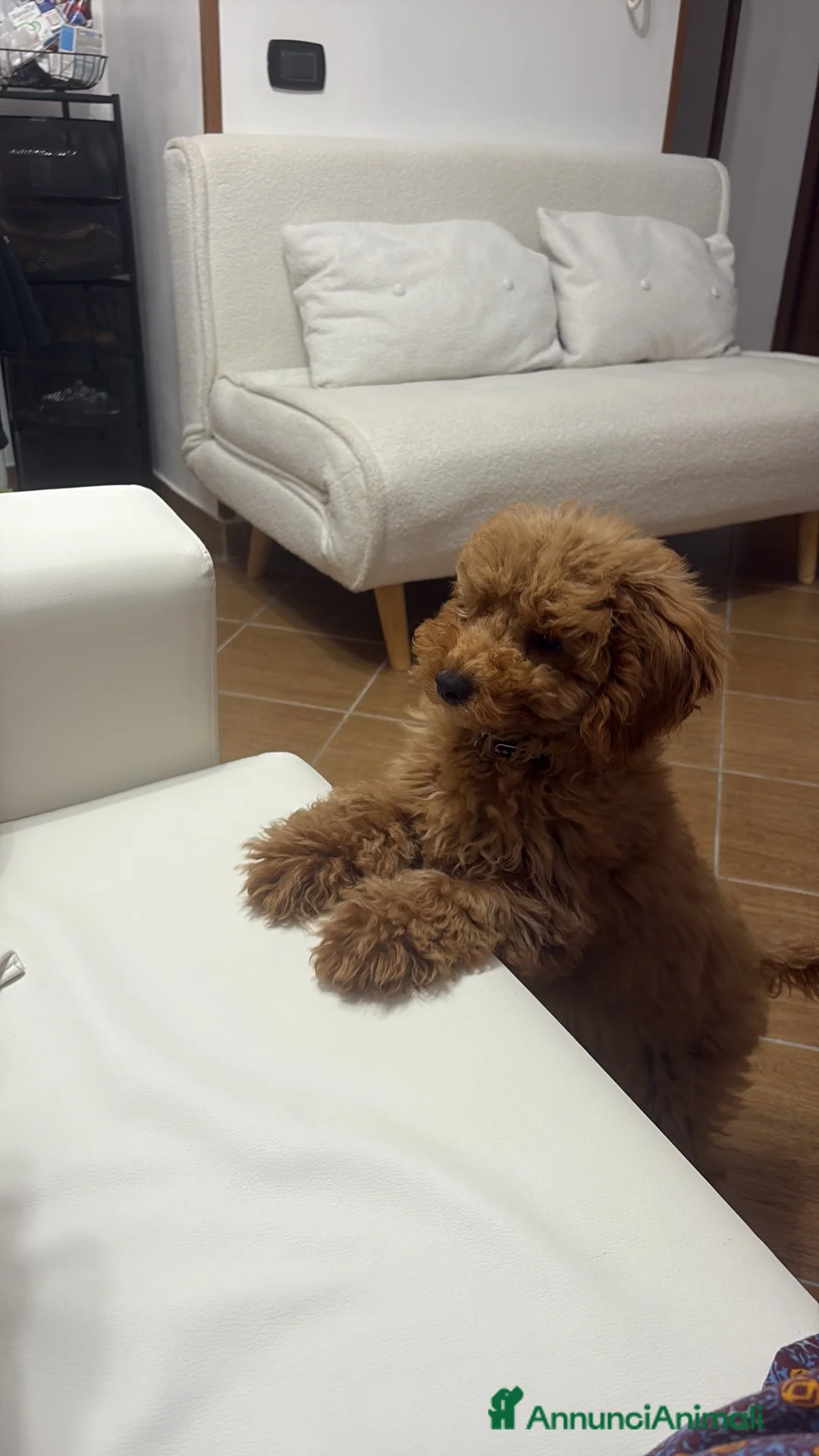 Barboncino cani in vendita: Barboncino Nano cucciolo - Annuncio 1