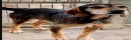 Segugio cani in regalo: Segugio entrato in canile nel 2012! URBINO SOS a Città metropolitana di Milano - Annuncio 3