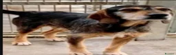 Segugio cani in regalo: Segugio entrato in canile nel 2012! URBINO SOS a Città metropolitana di Milano - Annuncio 3