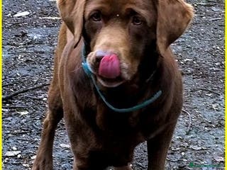 Labrador cani KUBRA stupenda labrador cieca - Annuncio 13