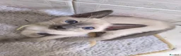 Thai gatti in vendita: Old Style Siamese, Thai con Pedigree e microchip - Annuncio 1