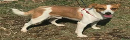 Meticcio cani in regalo: Pericle 2 anni Taglia piccola  a Provincia di Teramo - Annuncio 8