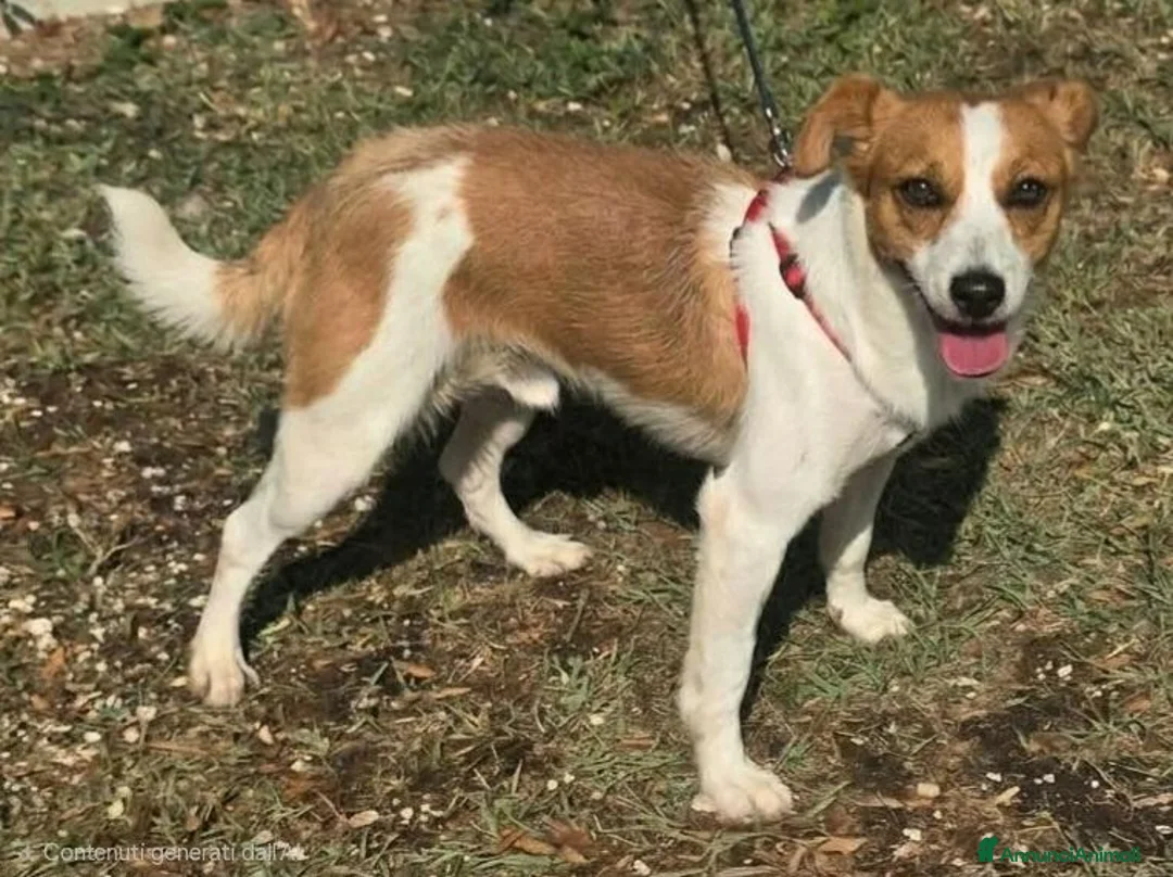 Meticcio cani in regalo: Pericle 2 anni Taglia piccola  a Provincia di Teramo - Annuncio 8
