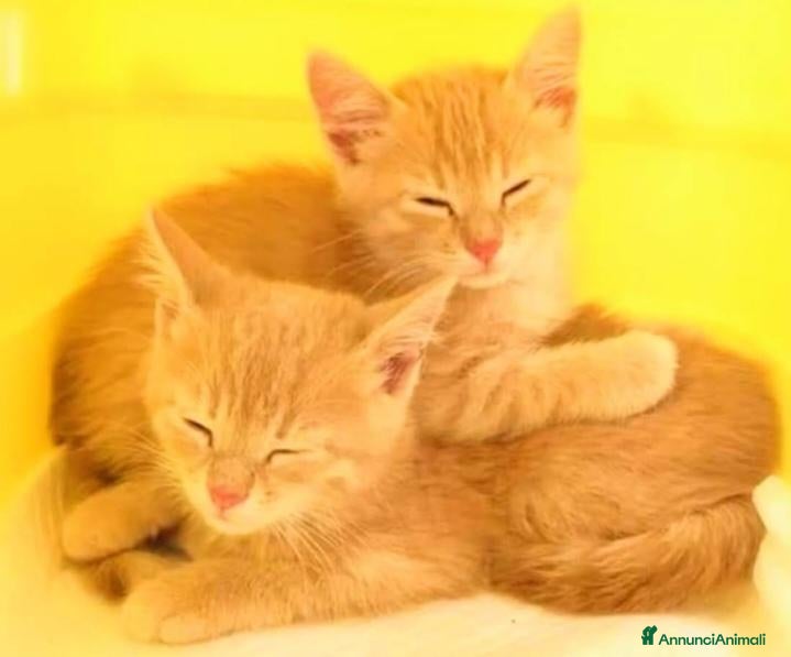 Altre razze gatti in vendita: Gattini Mix  - Annuncio 1