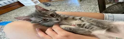 Meticcio gatti in vendita: Gattina giocosa  - Annuncio 7