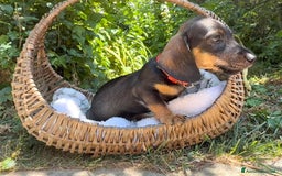 Bassotto cani in vendita: Cuccioli bassotto  a Città Metropolitana di Torino - Immagine 4