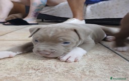 Pitbull cani in vendita: PITBULL a Città Metropolitana di Torino - Immagine 2
