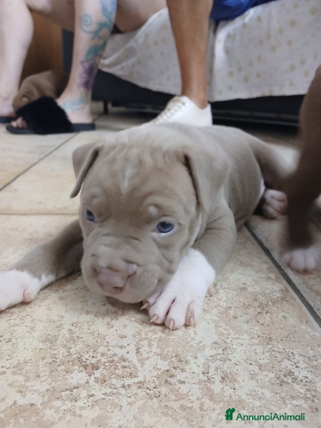Pitbull cani in vendita: PITBULL a Città Metropolitana di Torino - Immagine 2