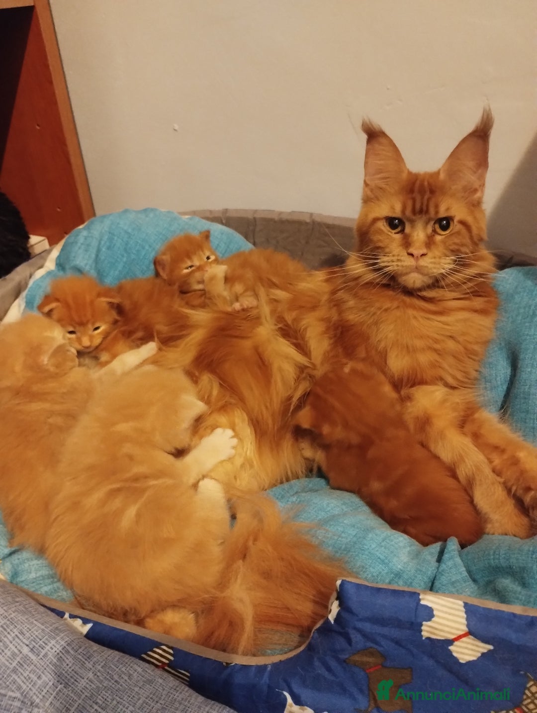 Maine Coon gatti in vendita: Maine coon cucciolo crema  - Annuncio 10