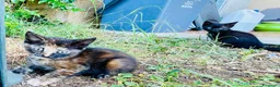 Europeo gatti in regalo: Gattini maschio e femmina 2 mesi  - Annuncio 1