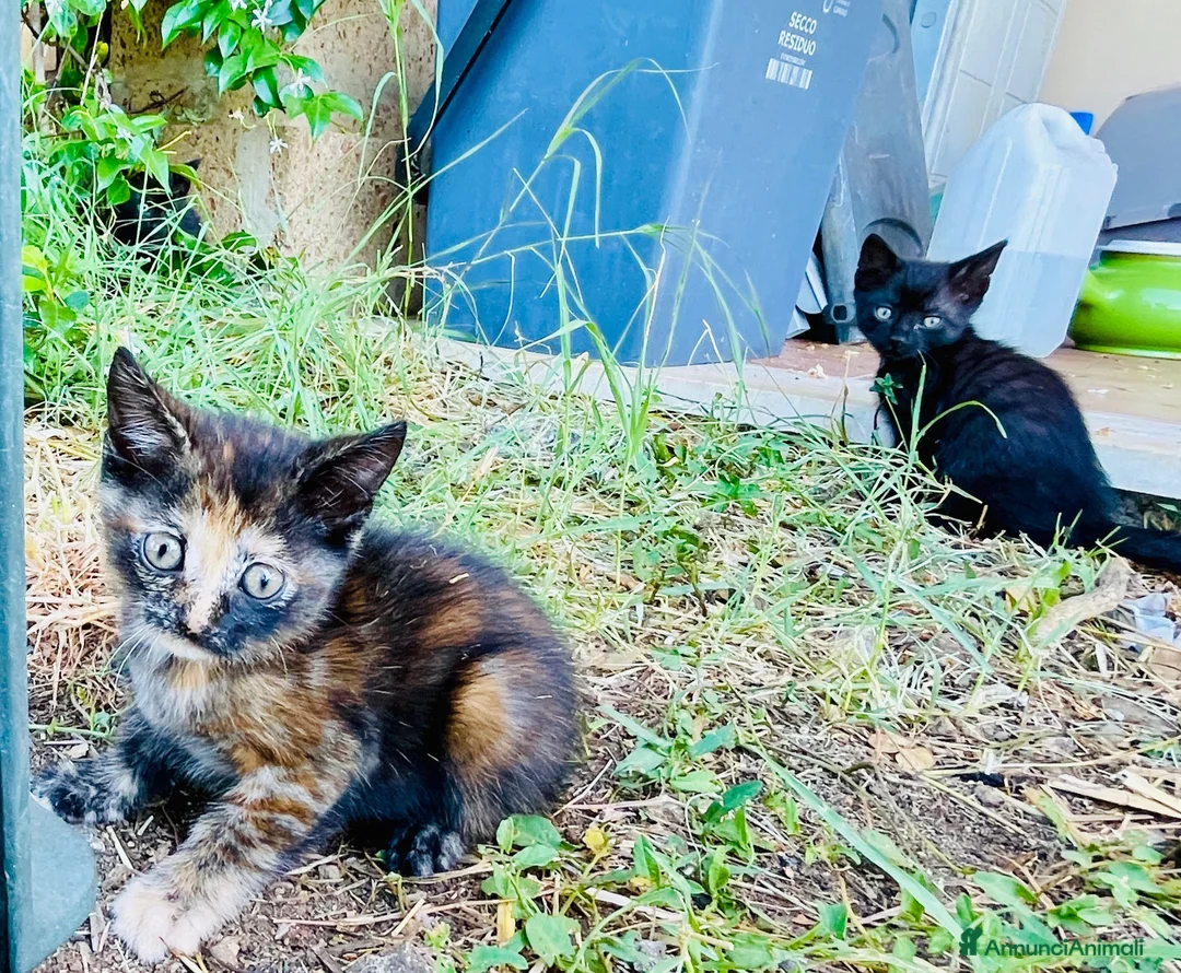 Europeo gatti in regalo: Gattini maschio e femmina 2 mesi  - Annuncio 1