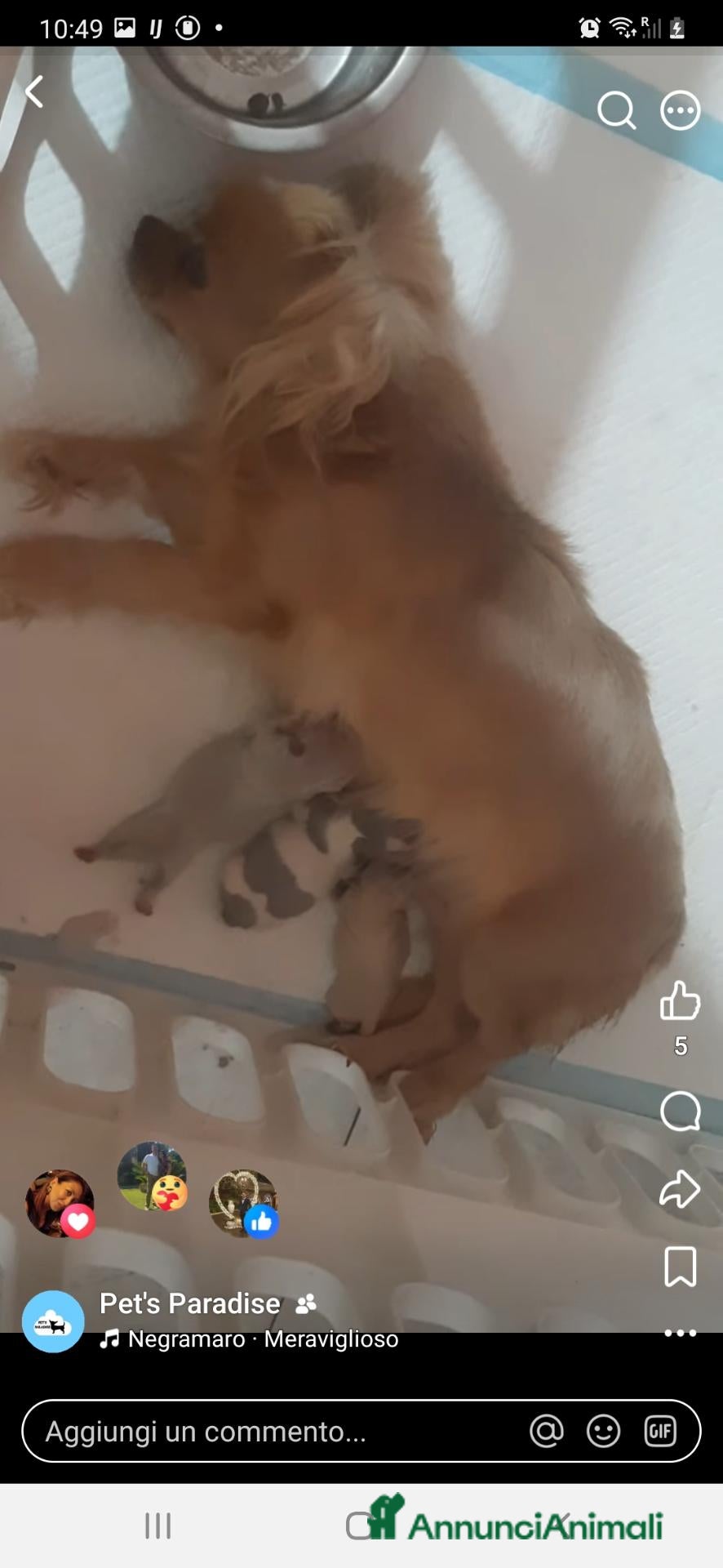 Chihuahua cani cucciola chihuahua pelo lungo pedigree enci  - Annuncio 23