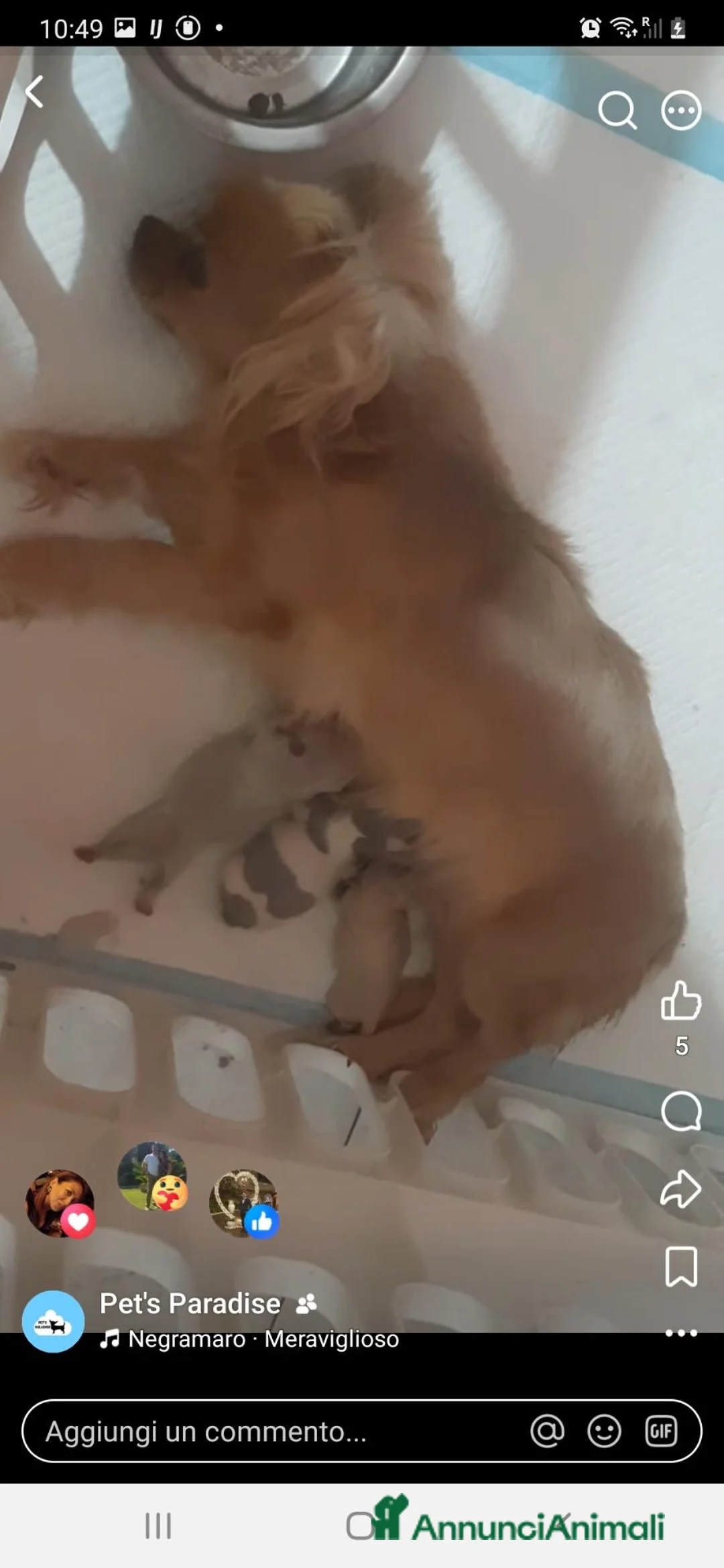 Chihuahua cani in vendita: cucciola chihuahua pelo lungo pedigree enci  - Annuncio 1