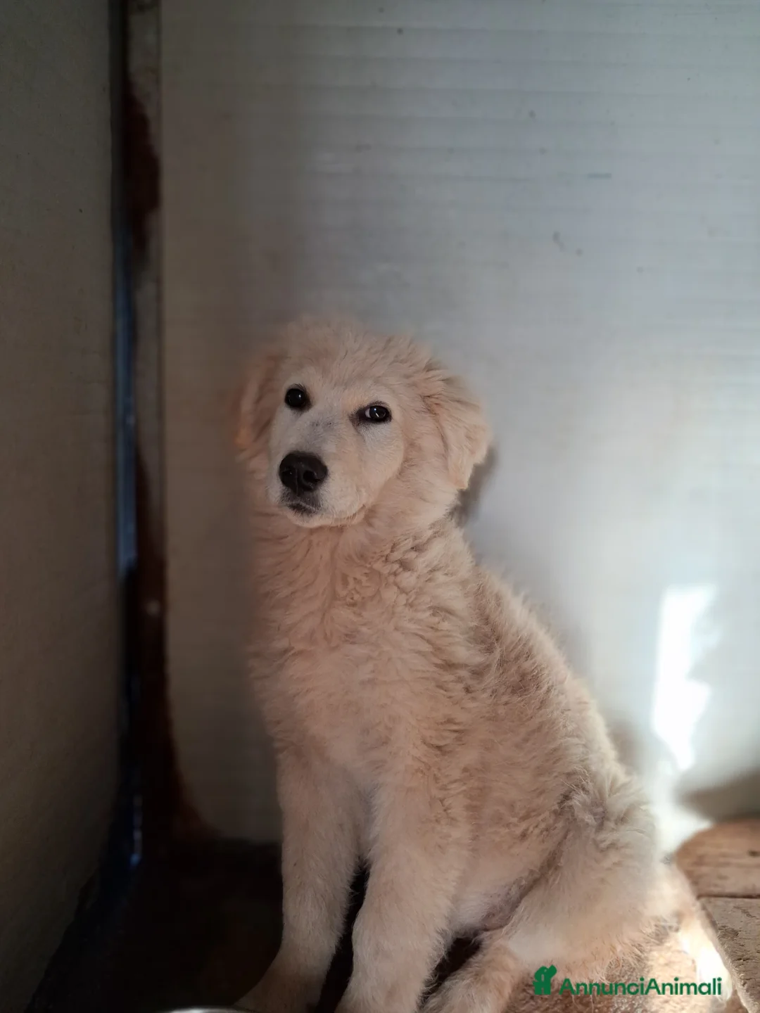 Meticcio cani in regalo: Cucciola in canile - Annuncio 6