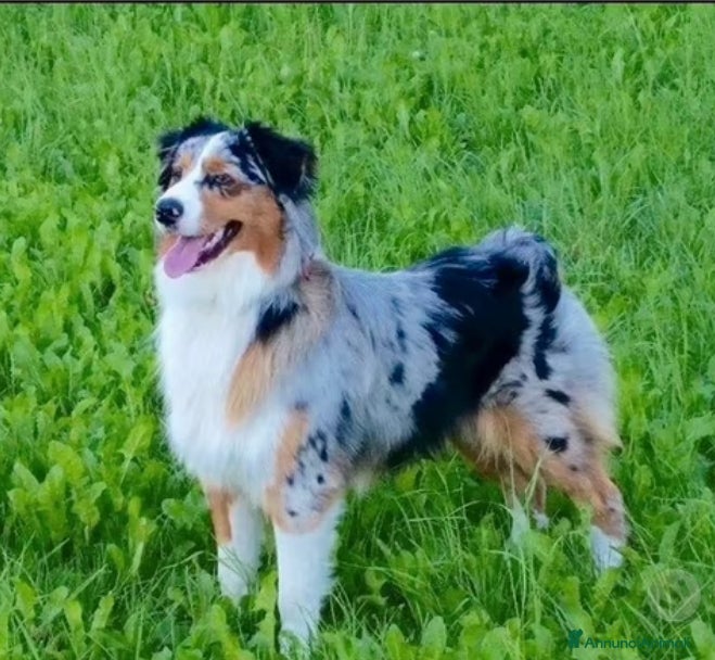 Australian Shepherd cani Stallone pastore australiano per monta - Annuncio 1