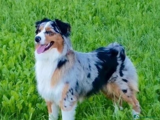 Australian Shepherd cani Stallone pastore australiano per monta - Annuncio 9