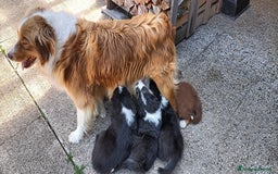 Australian Shepherd cani in vendita: cucciolata di sette fratelli con pedigree a Provincia autonoma di Trento - Immagine 1
