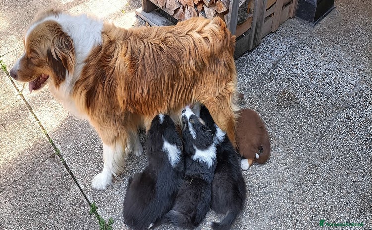 Australian Shepherd cani a Provincia autonoma di Trento - Annuncio 1
