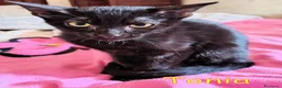 Europeo gatti in regalo: 🧡 TONIA DOLCE GATTINA CERCA CASA  - Annuncio 2