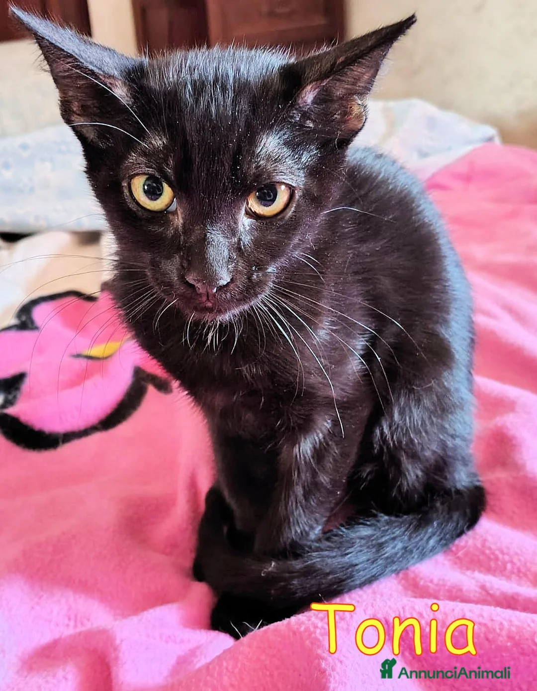 Europeo gatti in regalo: 🧡 TONIA DOLCE GATTINA CERCA CASA  - Annuncio 2