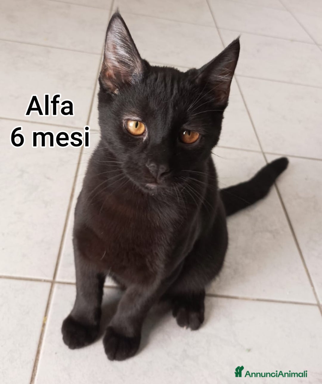 Europeo gatti in regalo: MICINI ABBANDONATI! URGENTE  - Annuncio 10